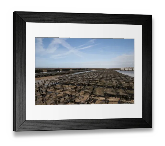 Framed Print : Oyster bed racks at low tide, Agon Coutainville, Normandy, France, February Framed Print : Oyster bed racks at low tide, Agon Coutainville, Normandy, France, February