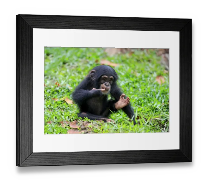 Framed Print : Central Chimpanzee (Pan troglodytes troglodytes) young, sitting on ground (captive) Framed Print : Central Chimpanzee (Pan troglodytes troglodytes) young, sitting on ground (captive)