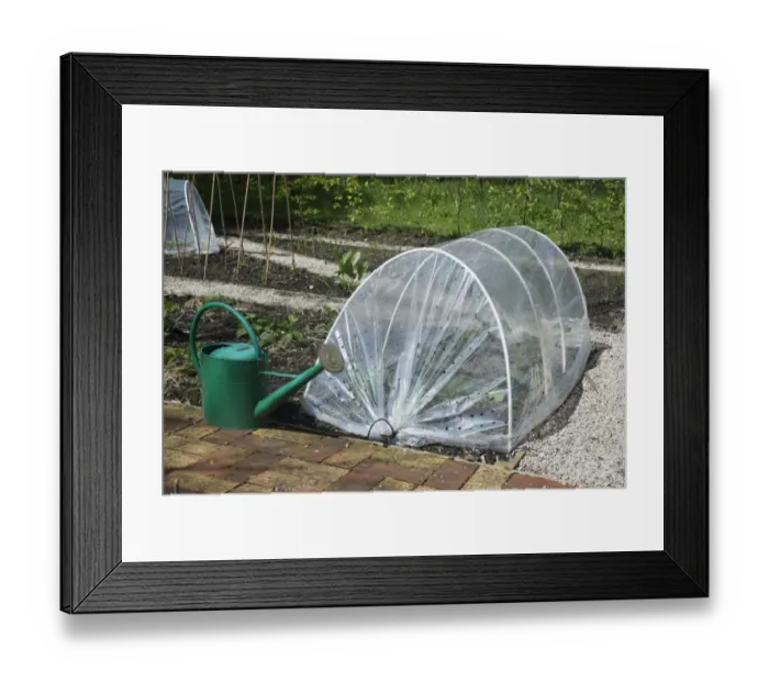 Framed Print : Vegetables growing under cloche with watering can in garden, Kirk House, Chipping, Preston, Lancashire, England, May Framed Print : Vegetables growing under cloche with watering can in garden, Kirk House, Chipping, Preston, Lancashire, England, May