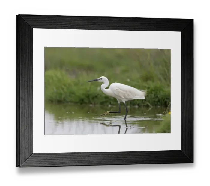 Framed Print : Little Egret (Egretta garzetta) adult, wading in water, Suffolk, England, August