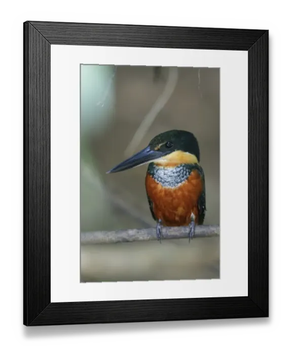 Framed Print : Green-and-rufous Kingfisher (Chloroceryle inda) adult female, perched on twig, Cano Negro, Costa Rica, March