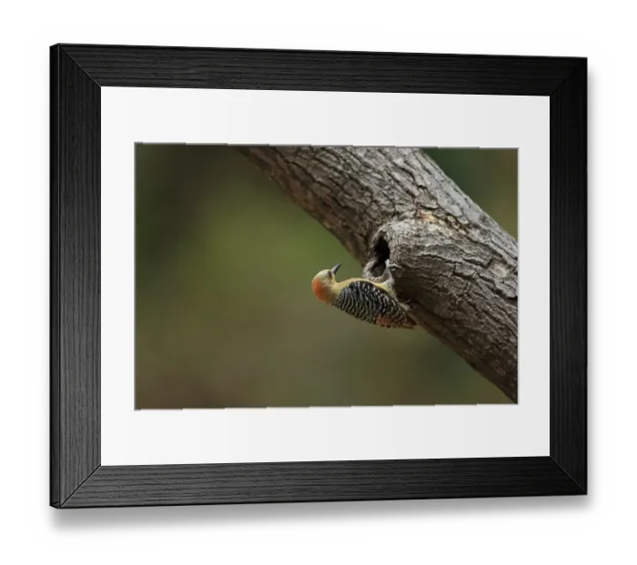 Framed Print : Red-crowned Woodpecker (Melanerpes rubricapillus terricolor) adult female, at neshole in tree branch, Tobago Framed Print : Red-crowned Woodpecker (Melanerpes rubricapillus terricolor) adult female, at neshole in tree branch, Tobago