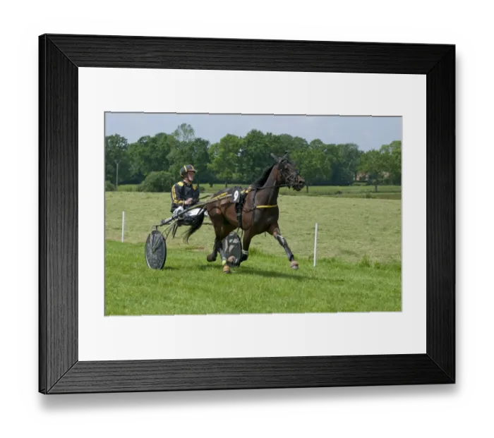 Framed Print : Horse racing, harness racing at racecourse, Bourigny Racecourse, Normandy, France, June Framed Print : Horse racing, harness racing at racecourse, Bourigny Racecourse, Normandy, France, June