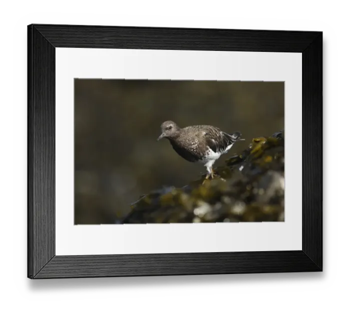 Framed Print : Black Turnstone (Arenaria melanocephala) adult, non-breeding plumage, foraging on seaweed covered rocks Framed Print : Black Turnstone (Arenaria melanocephala) adult, non-breeding plumage, foraging on seaweed covered rocks