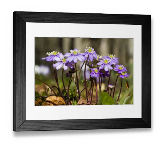 Framed Print : Kidneywort (Anemone hepatica) flowering, growing in open woodland soon after snowmelt, Ariege Pyrenees, Midi-Pyrenees Framed Print : Kidneywort (Anemone hepatica) flowering, growing in open woodland soon after snowmelt, Ariege Pyrenees, Midi-Pyrenees