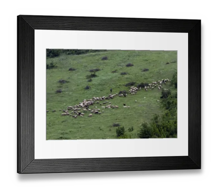 Framed Print : Shepherd with mixed flock of sheep and goats, grazing on hill side. - Bulgaria
