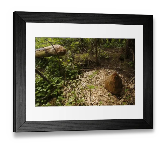 Framed Print : American Beaver (Castor canadensis) felled tree trunk, in temperate coastal rainforest, Inside Passage Framed Print : American Beaver (Castor canadensis) felled tree trunk, in temperate coastal rainforest, Inside Passage