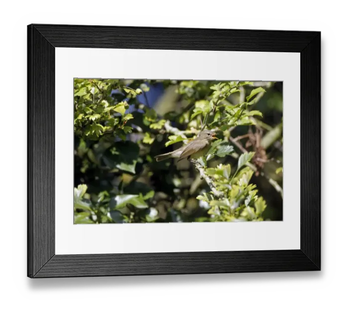 Framed Print : Chiffchaff calling in hawthorn tree Framed Print : Chiffchaff calling in hawthorn tree