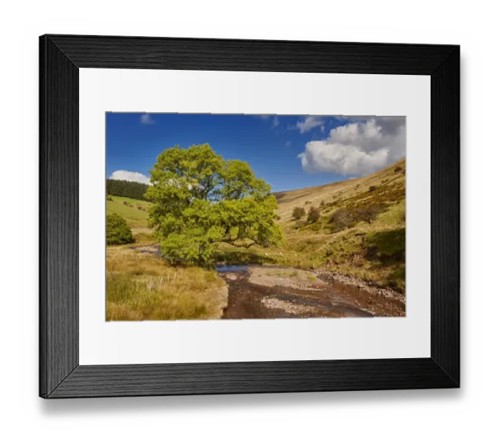 Framed Print : Common Ash (Fraxinus excelsior) habit, growing in valley beside upland river, Cwm Crew, Brecon Beacons N. P