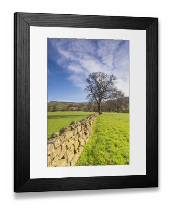Framed Print : View of drystone wall and bare oak tree in pasture, North York Moors N. P. North Yorkshire, England, April Framed Print : View of drystone wall and bare oak tree in pasture, North York Moors N. P. North Yorkshire, England, April
