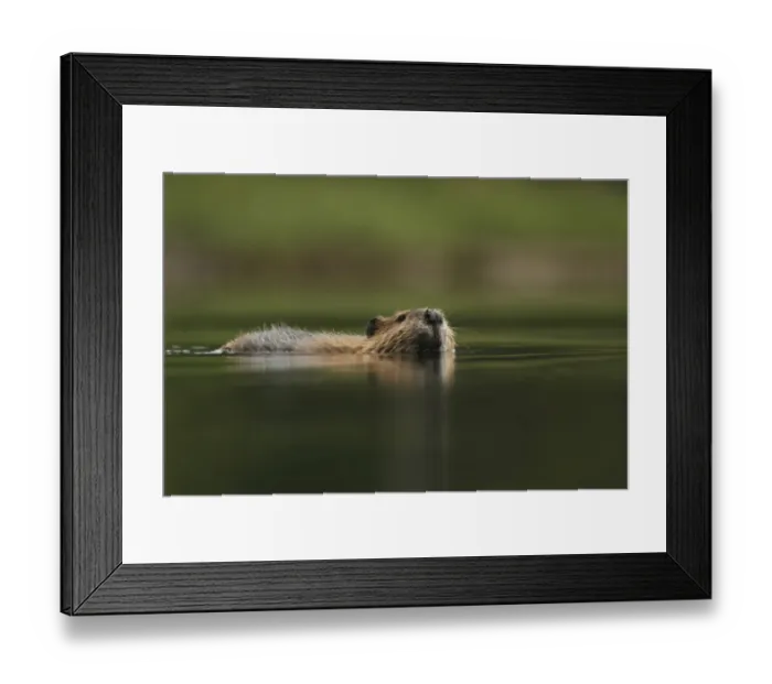 Framed Print : American Beaver (Castor canadensis) adult, swimming, in temperate coastal rainforest, Coast Mountains Framed Print : American Beaver (Castor canadensis) adult, swimming, in temperate coastal rainforest, Coast Mountains