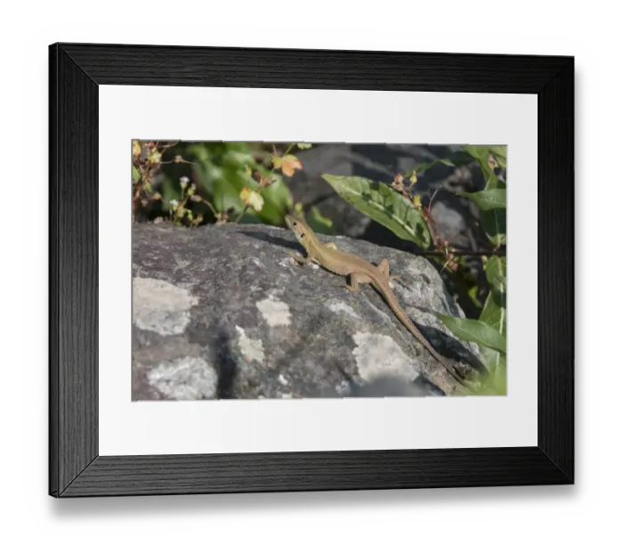 Framed Print : Balken Green Lizard