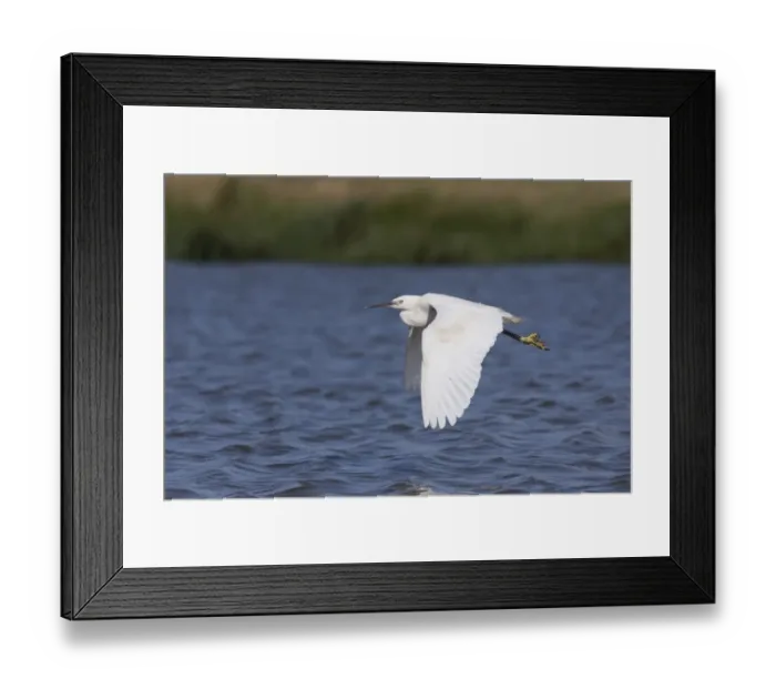 Framed Print : Little Egret (Egretta garzetta) adult, in flight over water, Suffolk, England, August Framed Print : Little Egret (Egretta garzetta) adult, in flight over water, Suffolk, England, August