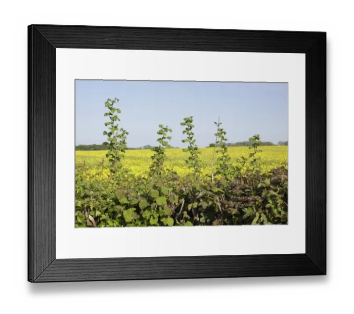 Framed Print : Common Hazel (Corylus avellana) growing in hedgerow at edge of Oilseed Rape (Brassica napus) field, Thorner