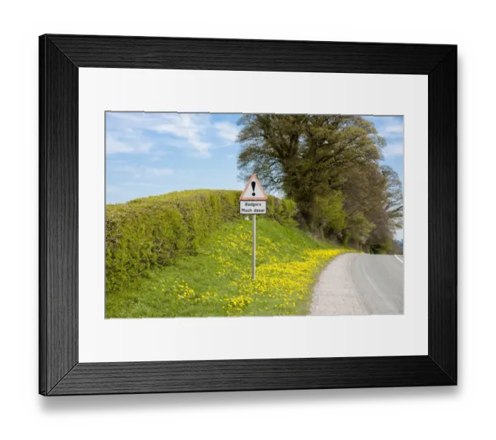 Framed Print : Eurasian Badger (Meles meles) crossing bilingual warning sign on roadside verge, Denbighshire, Wales, April Framed Print : Eurasian Badger (Meles meles) crossing bilingual warning sign on roadside verge, Denbighshire, Wales, April