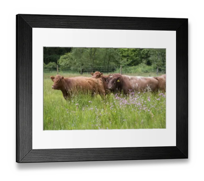 Framed Print : Domestic Cattle, Luing bull and cows, standing in pasture, Windermere, Lake District N. P. Cumbria, England, June Framed Print : Domestic Cattle, Luing bull and cows, standing in pasture, Windermere, Lake District N. P. Cumbria, England, June