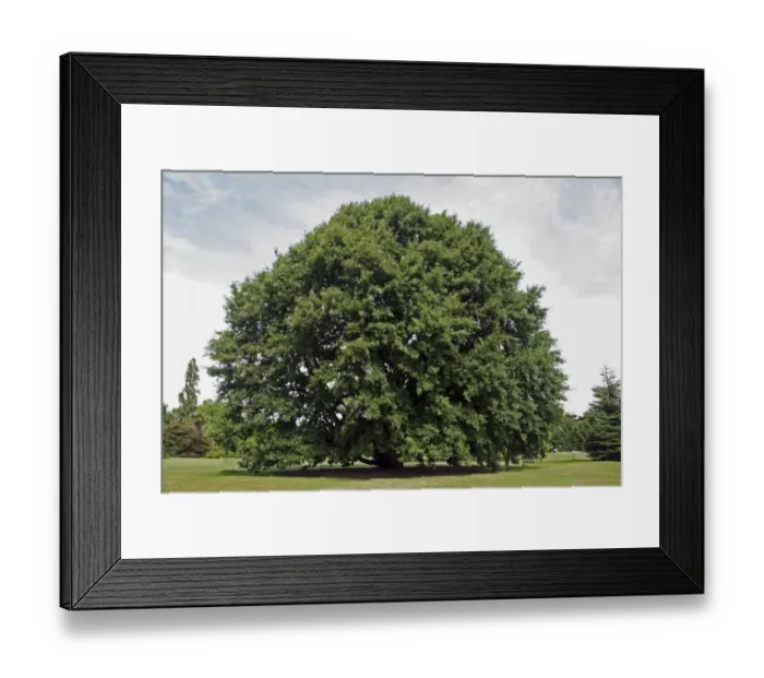 Framed Print : Chestnut-leaved Oak (Quercus castaneifolia) habit, growing in botanic gardens, Royal Botanic Gardens, Kew Framed Print : Chestnut-leaved Oak (Quercus castaneifolia) habit, growing in botanic gardens, Royal Botanic Gardens, Kew