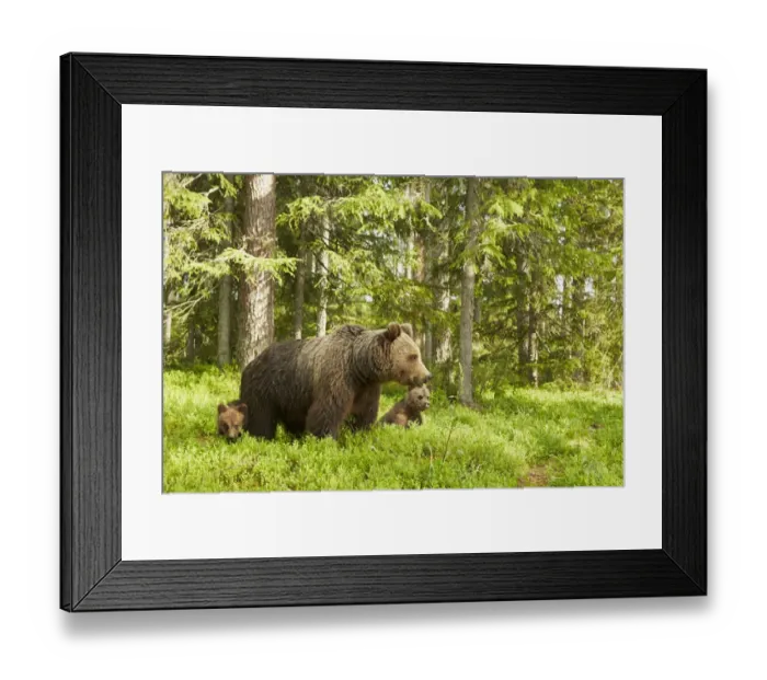 Framed Print : European Brown Bear (Ursus arctos arctos) adult female and two cubs, standing in boreal forest habitat, Finland, June
