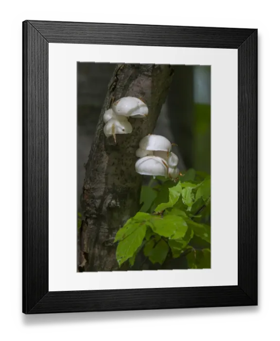 Framed Print : Poached Egg Fungus on Common Beech tree - Oudemansiella mucida Framed Print : Poached Egg Fungus on Common Beech tree - Oudemansiella mucida
