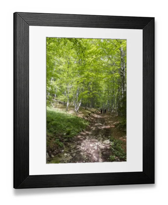 Framed Print : People walking in Common Beech forest at Bogdan National Park Bulgaria
