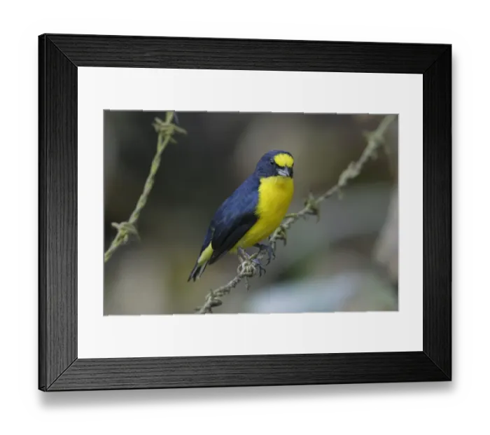 Framed Print : Yellow-throated Euphonia (Euphonia hirundinacea) adult male, perched on barbed wire, Cano Negro, Costa Rica, March Framed Print : Yellow-throated Euphonia (Euphonia hirundinacea) adult male, perched on barbed wire, Cano Negro, Costa Rica, March