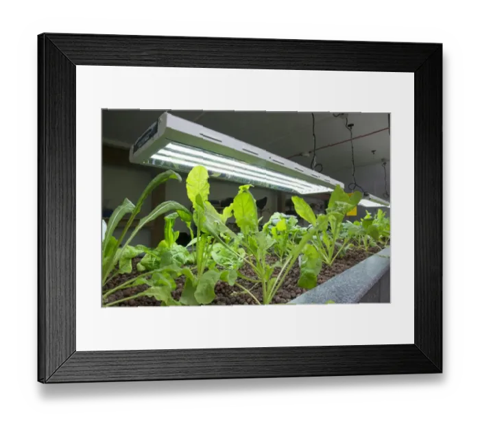 Framed Print : Rocket growing in aquaponics unit, water from tanks containing tilapia fish is pumped into trough with expanded clay Framed Print : Rocket growing in aquaponics unit, water from tanks containing tilapia fish is pumped into trough with expanded clay