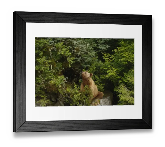Framed Print : Grizzly Bear (Ursus arctos horribilis) adult, feeding on blueberries in temperate coastal rainforest, Inside Passage Framed Print : Grizzly Bear (Ursus arctos horribilis) adult, feeding on blueberries in temperate coastal rainforest, Inside Passage