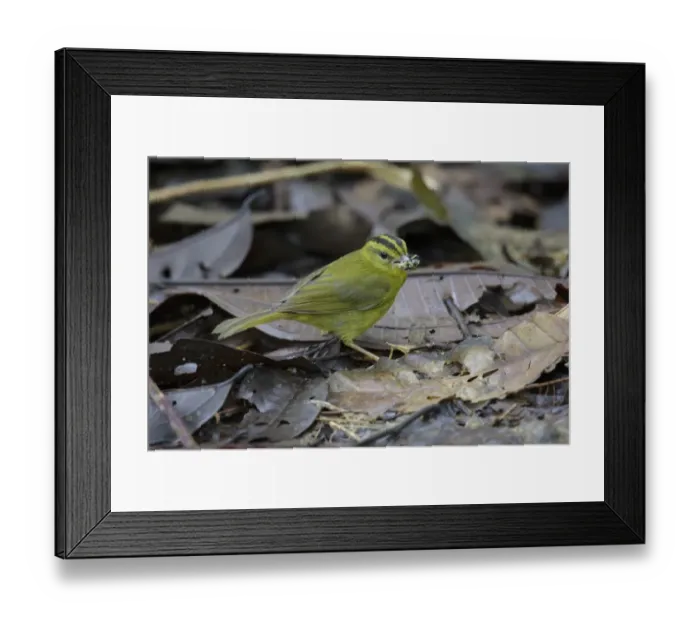Framed Print : Three-striped Warbler (Basileuterus tristriatus) adult, with food in beak