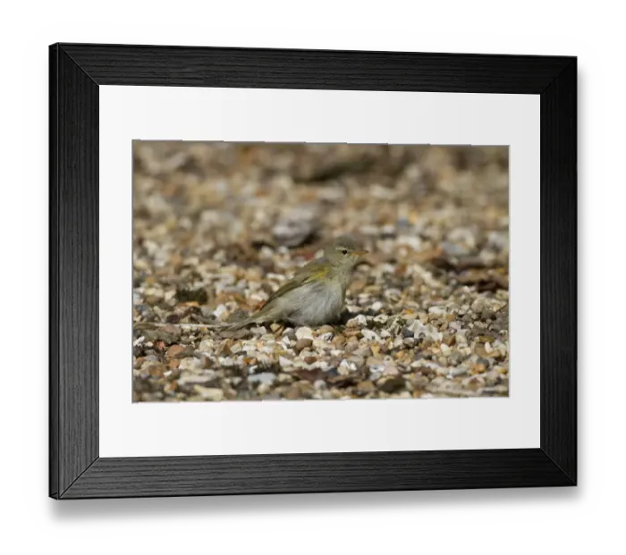 Framed Print : Chiffchaff (Phylloscopus collybita) on gravel Framed Print : Chiffchaff (Phylloscopus collybita) on gravel