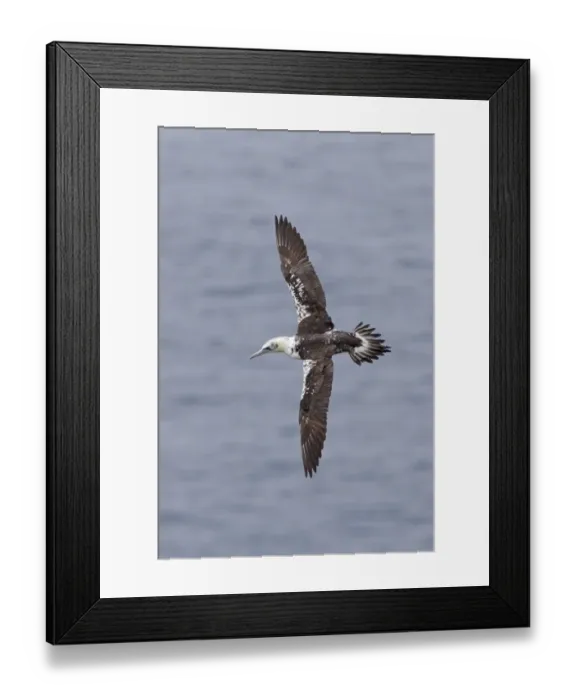 Framed Print : Northern Gannet (Morus bassanus) immature, third winter plumage, in flight over sea, Shetland Islands, Scotland, June Framed Print : Northern Gannet (Morus bassanus) immature, third winter plumage, in flight over sea, Shetland Islands, Scotland, June