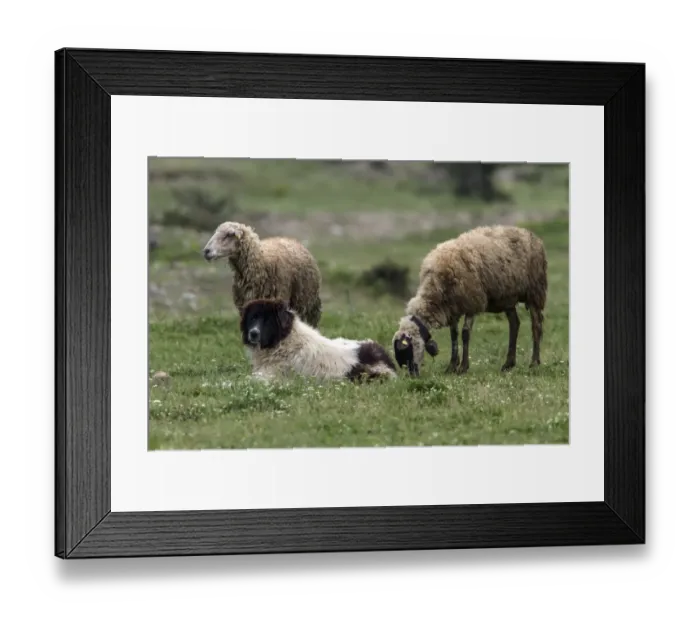 Framed Print : A Balkan Karakachan sheep dog watch over sheep - Bulgaria Framed Print : A Balkan Karakachan sheep dog watch over sheep - Bulgaria