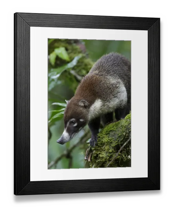 Framed Print : White-nosed Coati (Nasua narica) adult, standing on branch, Rara Avis, near Brauillo Carillo N. P. Costa Rica, February Framed Print : White-nosed Coati (Nasua narica) adult, standing on branch, Rara Avis, near Brauillo Carillo N. P. Costa Rica, February