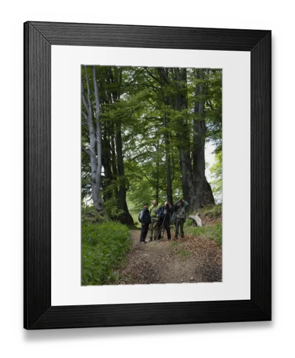 Framed Print : Bird watchers in Common Beech forest at Bogdan National Park Bulgaria Framed Print : Bird watchers in Common Beech forest at Bogdan National Park Bulgaria
