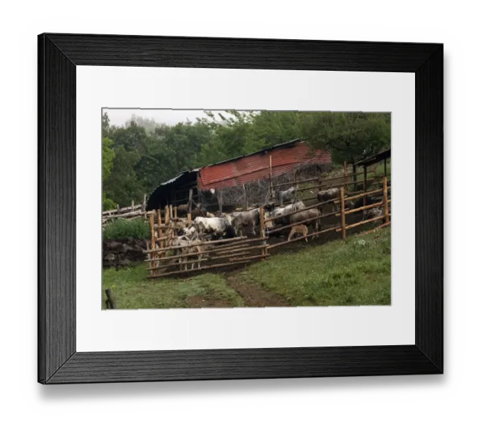 Framed Print : Cattle corral on Bulgarian farm Framed Print : Cattle corral on Bulgarian farm