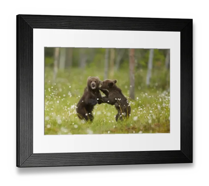 Framed Print : European Brown Bear (Ursus arctos arctos) two cubs, playfighting amongst cotton grass, Finland, June Framed Print : European Brown Bear (Ursus arctos arctos) two cubs, playfighting amongst cotton grass, Finland, June