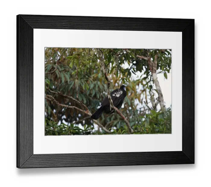 Framed Print : Trinidad Piping-guan (Pipile pipile) adult, perched on branch, Trinidad, Trinidad and Tobago, April