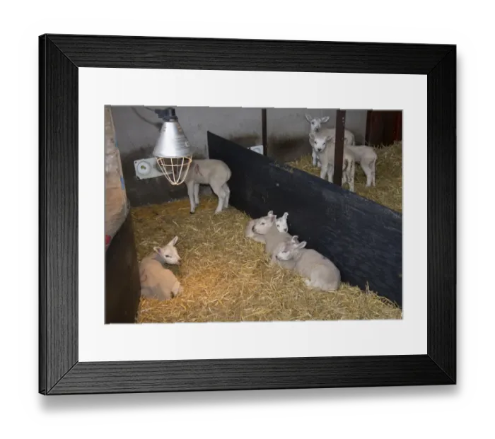 Framed Print : Domestic Sheep, Texel crossbreed lambs, orphans in straw pen with heat lamp, Preston, Lancashire, England, April Framed Print : Domestic Sheep, Texel crossbreed lambs, orphans in straw pen with heat lamp, Preston, Lancashire, England, April