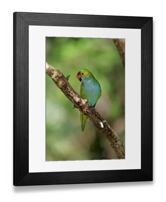 Framed Print : Purple-crowned Lorikeet (Glossopsitta porphyrocephala) adult, perched on branch, South Australia, Australia, November Framed Print : Purple-crowned Lorikeet (Glossopsitta porphyrocephala) adult, perched on branch, South Australia, Australia, November
