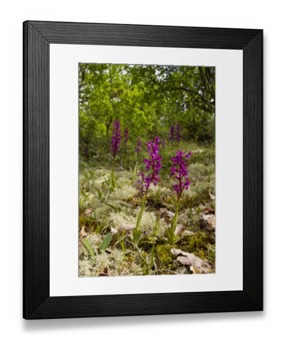 Framed Print : Early Purple Orchid (Orchis mascula) flowering, growing in open limestone woodland, Causse de Gramat, Massif Central Framed Print : Early Purple Orchid (Orchis mascula) flowering, growing in open limestone woodland, Causse de Gramat, Massif Central