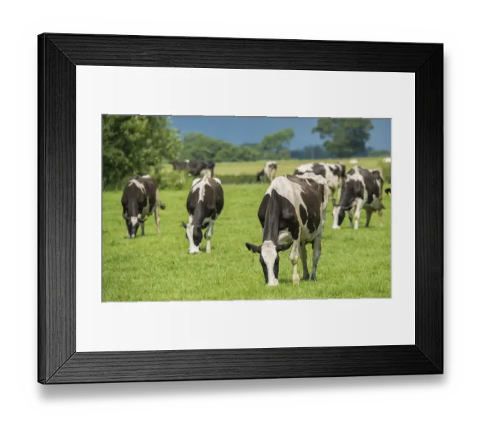 Framed Print : Domestic Cattle, Holstein dairy cows, herd grazing in pasture, near Bashall Eaves, Clitheroe, Lancashire, England, July Framed Print : Domestic Cattle, Holstein dairy cows, herd grazing in pasture, near Bashall Eaves, Clitheroe, Lancashire, England, July