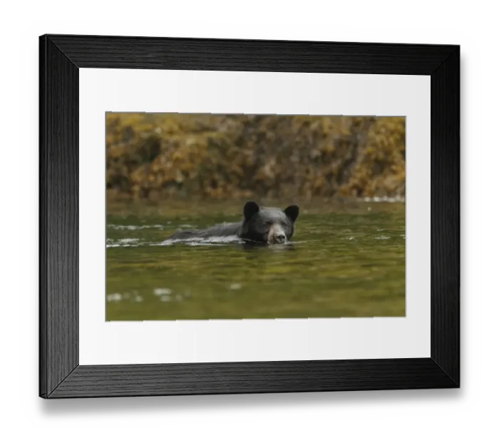 Framed Print : American Black Bear (Ursus americanus kermodei) adult, swimming and fishing for salmon Framed Print : American Black Bear (Ursus americanus kermodei) adult, swimming and fishing for salmon
