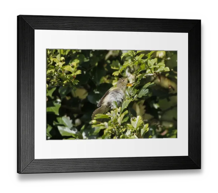 Framed Print : Chiffchaff sunning itself in hawthorn tree Framed Print : Chiffchaff sunning itself in hawthorn tree