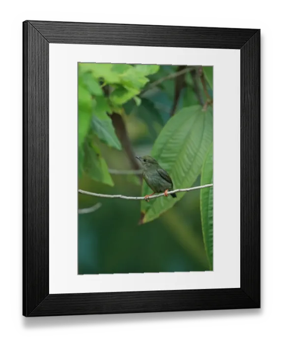 Framed Print : White-bearded Manakin (Manacus manacus trinitatis) adult female, perched on twig, Trinidad, Trinidad and Tobago, March Framed Print : White-bearded Manakin (Manacus manacus trinitatis) adult female, perched on twig, Trinidad, Trinidad and Tobago, March