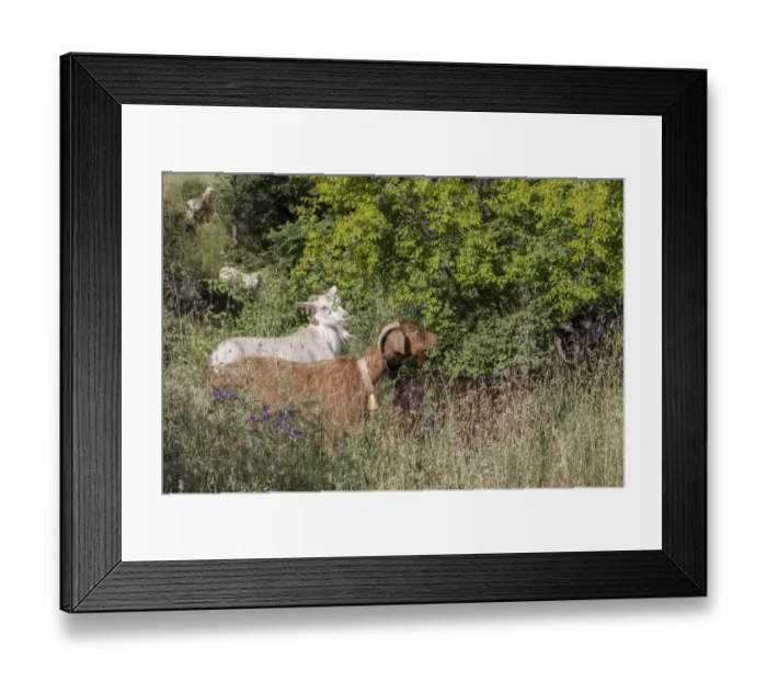 Framed Print : Goats eating leaves and flowers of Christs Thorn tree - Bulgaria Framed Print : Goats eating leaves and flowers of Christs Thorn tree - Bulgaria