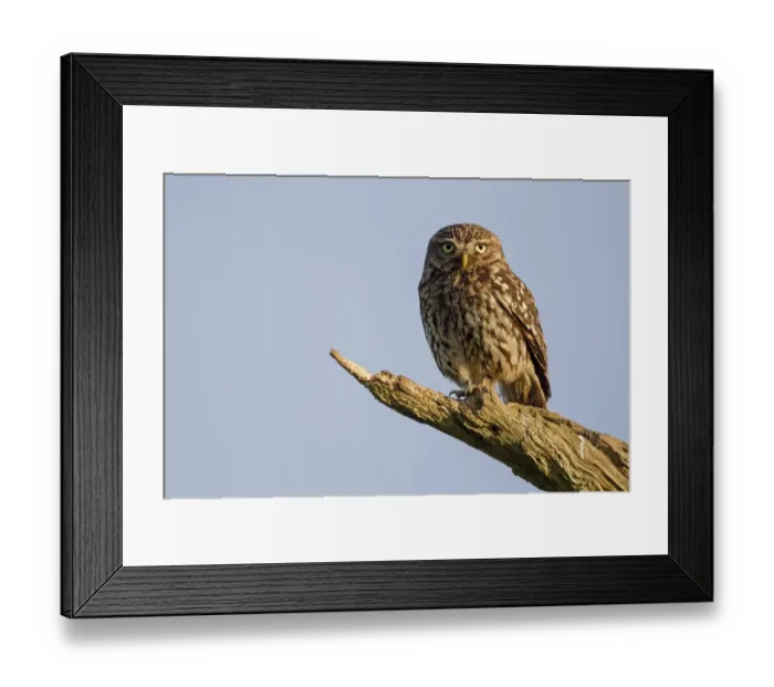 Framed Print : Little Owl (Athene noctua) adult, perched on dead branch near nestsite in early morning, Oxfordshire, England, June Framed Print : Little Owl (Athene noctua) adult, perched on dead branch near nestsite in early morning, Oxfordshire, England, June