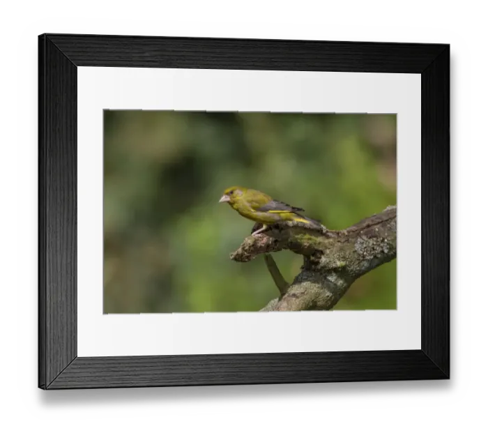 Framed Print : Greenfinch Male Framed Print : Greenfinch Male