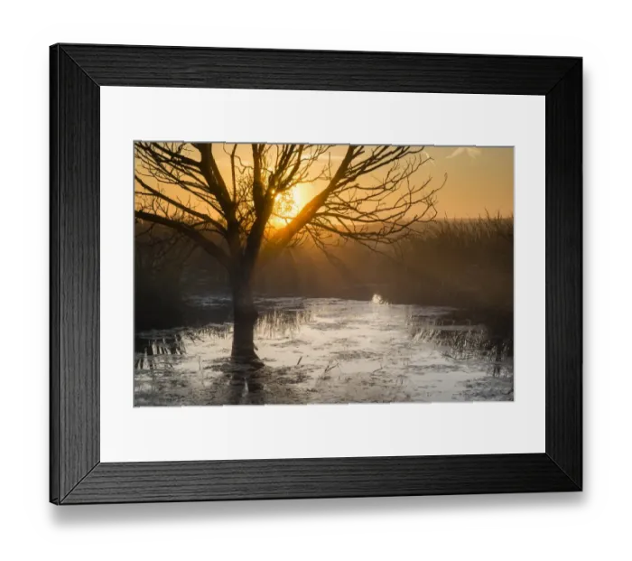 Framed Print : Tree in pool silhouetted at sunrise, Elmley N. N. R. Isle of Sheppey, Kent, England, October Framed Print : Tree in pool silhouetted at sunrise, Elmley N. N. R. Isle of Sheppey, Kent, England, October