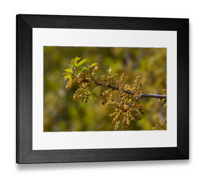 Framed Print : Kermes Oak (Quercus coccifera) close-up of flowers, Montagne de la Clape, Aude, Languedoc-Roussillon, France, May Framed Print : Kermes Oak (Quercus coccifera) close-up of flowers, Montagne de la Clape, Aude, Languedoc-Roussillon, France, May