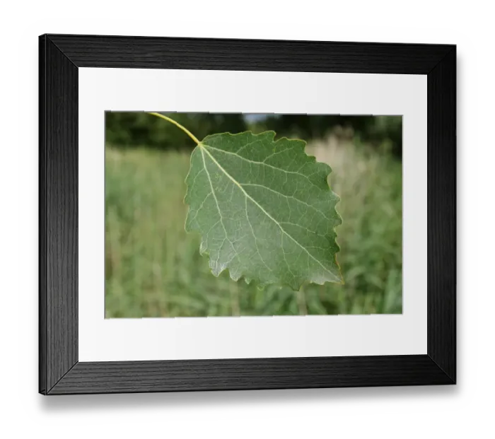 Framed Print : European Aspen (Populus tremula) close-up of leaf, growing in river valley fen, Redgrave and Lopham Fen N. N. R Framed Print : European Aspen (Populus tremula) close-up of leaf, growing in river valley fen, Redgrave and Lopham Fen N. N. R