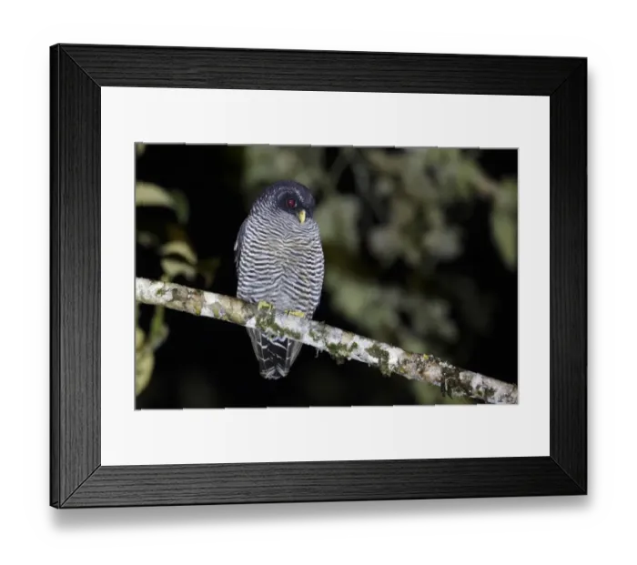 Framed Print : San Isidro Owl (Strix sp. ) Mystery Owl possibly new species or Black-and-white Owl (Strix nigrolineata) Framed Print : San Isidro Owl (Strix sp. ) Mystery Owl possibly new species or Black-and-white Owl (Strix nigrolineata)